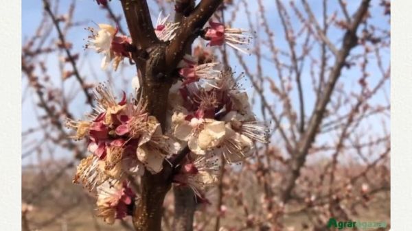 A tavaszi fagyok és az aszály is károkat okozott a mezőgazdaságban