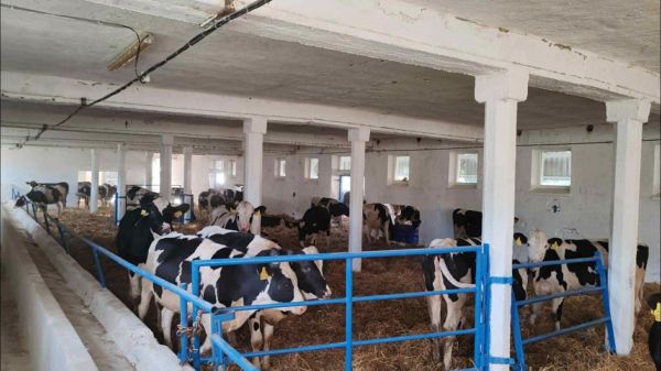 Ragadós száj- és körömfájás-Folyamatban van a kártalanítás Rábapordányban