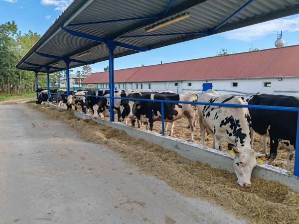 Ragadós száj- és körömfájás-Folyamatban van a kártalanítás Rábapordányban