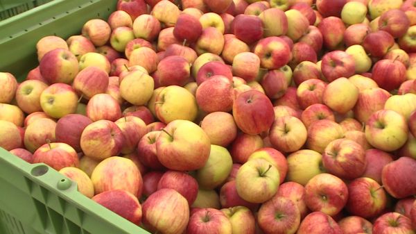 Sikeres almavásár Csornán