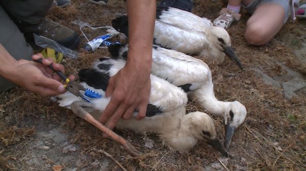 A Laky Döme utcai gólyafészek története Csornán